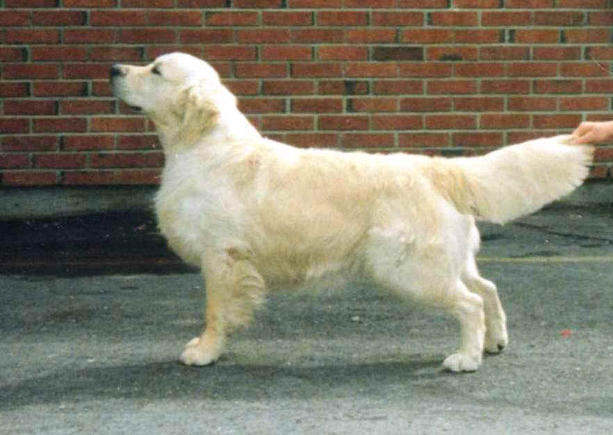 norwegian golden retriever